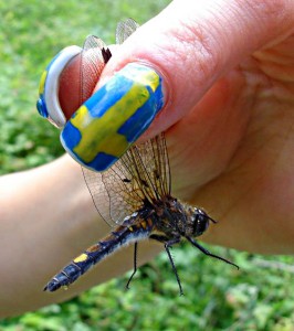 Så här håller man i en trollslända. Här en citronfläckad kärrtrollslända (med parasiten Forcypomyia paludis på vingarna).