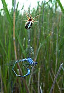 En smaragdflickslända (Lestes macrostigma) har fastnat i ett spindelnät.