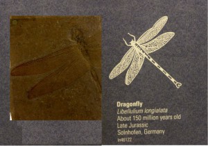 I förhistorisk tid var trollsländorna de största flygande insekterna någonsin, med vingspann på uppemot åtminstone 75 cm (inte den på bilden dock).