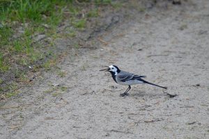 Ett par sädesärlor försåg sig ordentligt av Sannemyrans trollsländeutbud. Här ser det ut som den har en extra tunga, men det är en nordisk kärrtrollslända på väg att sväljas. Foto: Magnus Billqvist / Trollsländeföreningen.