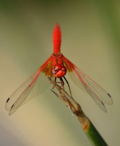 Trithemis kirbyii, hane, Marocko 2015. Foto: Magnus Billqvist / Trollsländeföreningen.