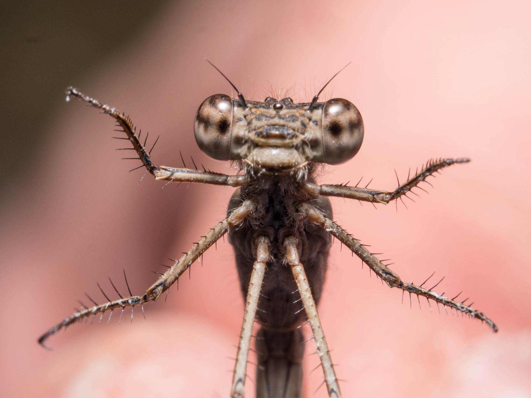 Sympecma paedisca